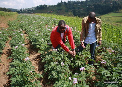 La RDC va relancer plus 2.000 plantations zaïrianisées et abandonnées